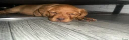 Labrador Retriever dogs for sale: KC Registered Fox Red Labrador Puppy - Advert 8