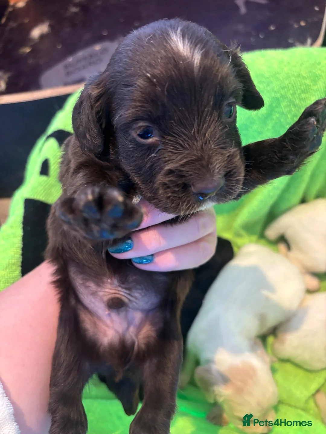 Cocker Spaniel dogs for sale: Cocker spaniel puppies looking for 5* homes - Advert 9