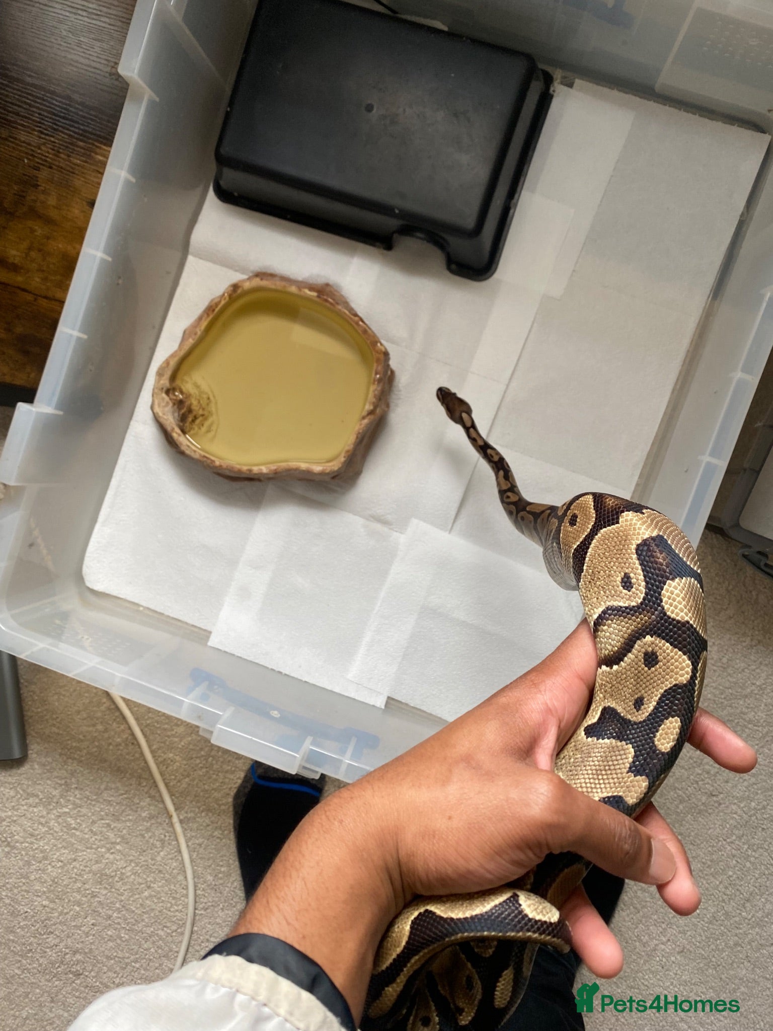 Python Snake reptiles 3 Ball Pythons for Sale - Advert 1
