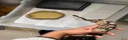 Python Snake reptiles for sale: 3 Ball Pythons for Sale in Rugeley - Advert 1