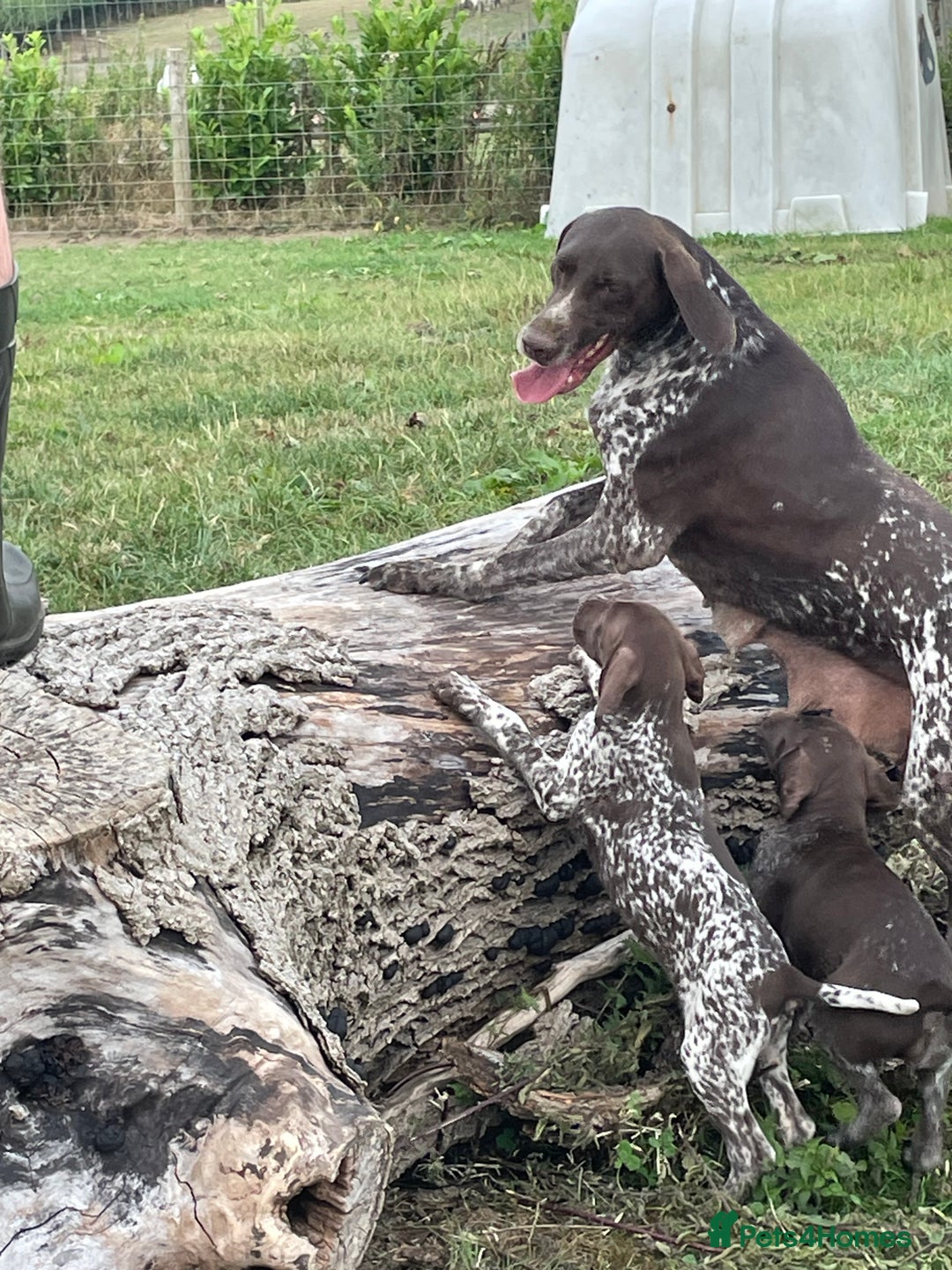 German Shorthaired Pointer dogs for sale: German shorthaired pointer boys and girls  - Image 22