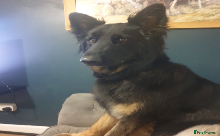 German Shepherd dogs - Advert 1