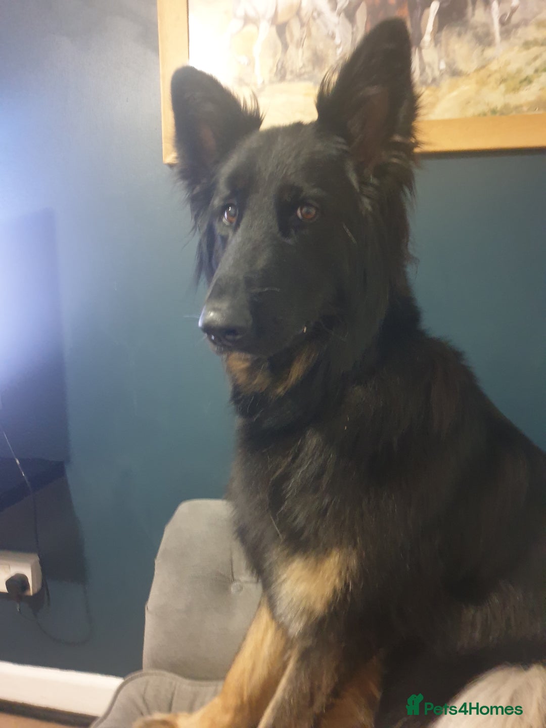 German Shepherd dogs for sale: KC Registered Big Bouncy German Shepherd Puppies - Advert 1
