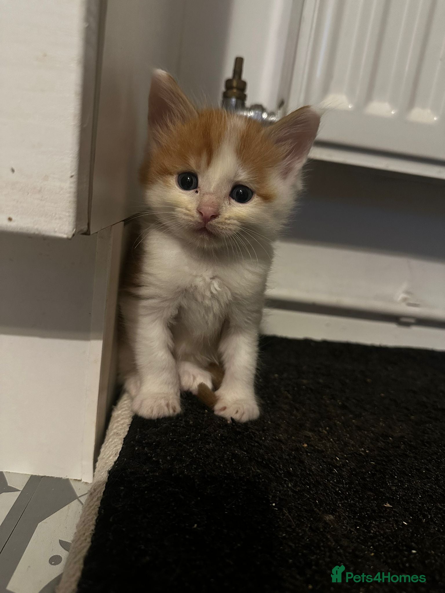 Maine Coon cats Beautiful Maine Coon cross kittens - Advert 2