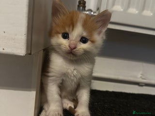 Maine Coon cats Beautiful Maine Coon cross kittens - Advert 2