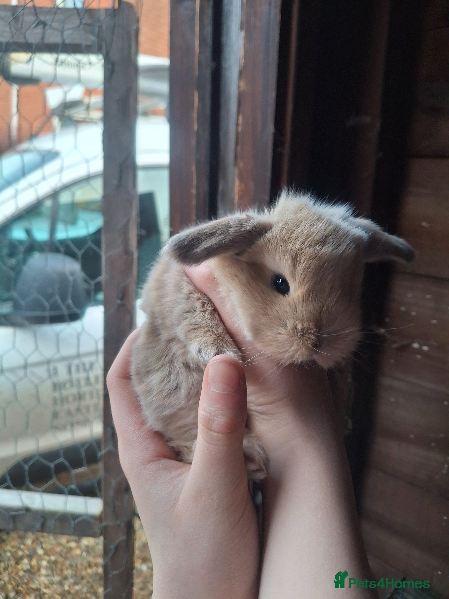 Mini Lop rabbits Stunning lop eared still available 10/04 - Advert 21