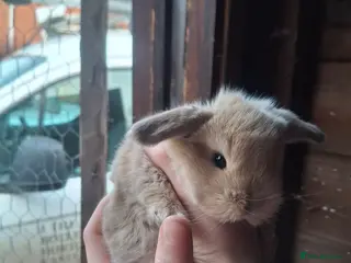 Mini Lop rabbits Stunning lop eared still available 10/04 - Advert 21