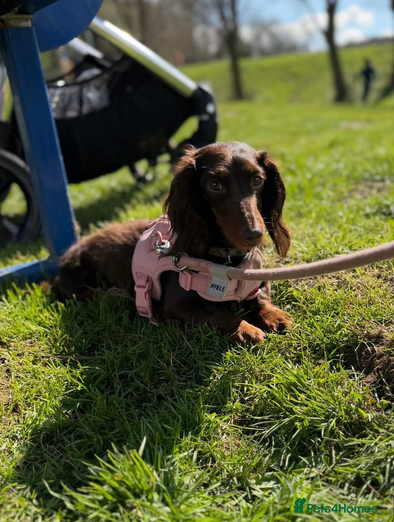 Miniature Dachshund dogs Stunning 5 ⭐️ long-haired miniature dachshunds - Advert 1