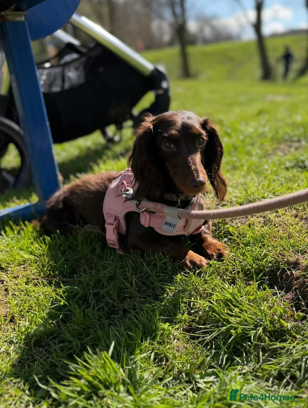 Miniature Dachshund dogs for sale: Stunning 5 ⭐️ long-haired miniature dachshunds - Advert 1