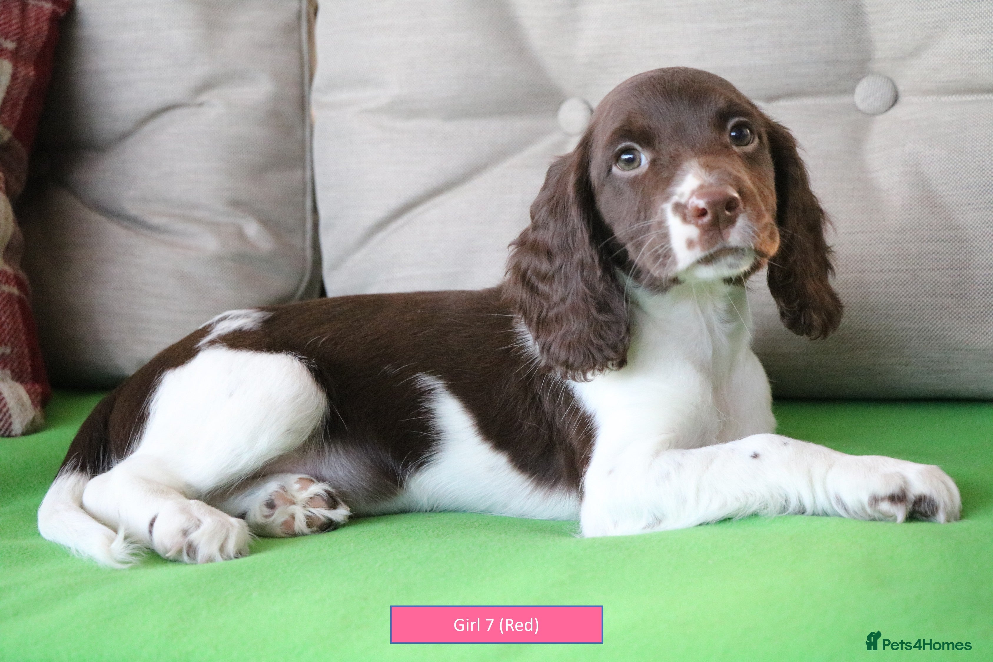 English Springer Spaniel dogs Health Tested English Springer Spaniel Puppies - Advert 1