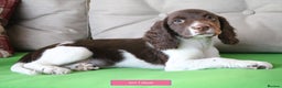 English Springer Spaniel dogs for sale: Health Tested English Springer Spaniel Puppies - Advert 4