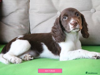 English Springer Spaniel dogs Health Tested English Springer Spaniel Puppies - Advert 1