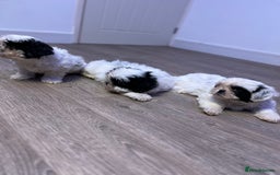 Shih Tzu dogs for sale: 2 lovely boys and 1 girl - Image 9