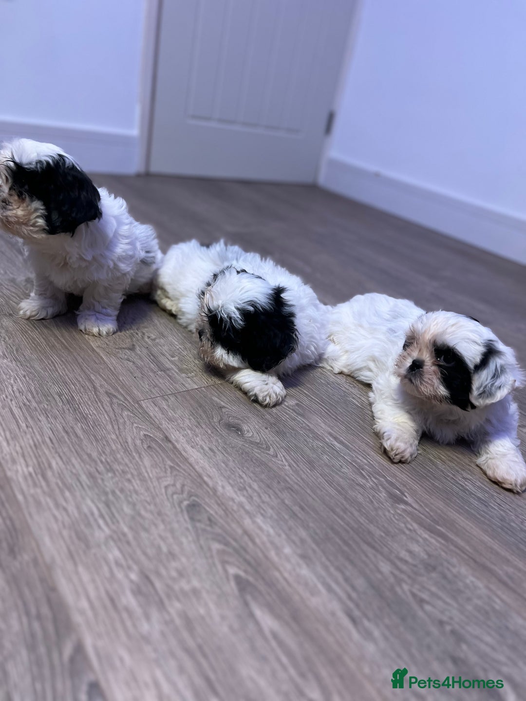 Shih Tzu dogs for sale: 2 lovely boys and 1 girl - Image 9