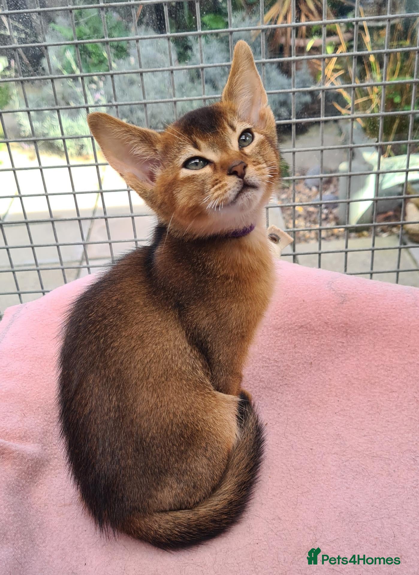 Abyssinian cats for sale: Reduced 2 PEDIGREE TICA ABY BOYS - Advert 1