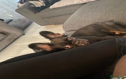 French Bulldog dogs for sale: Fluffy frenchie puppy - Image 4