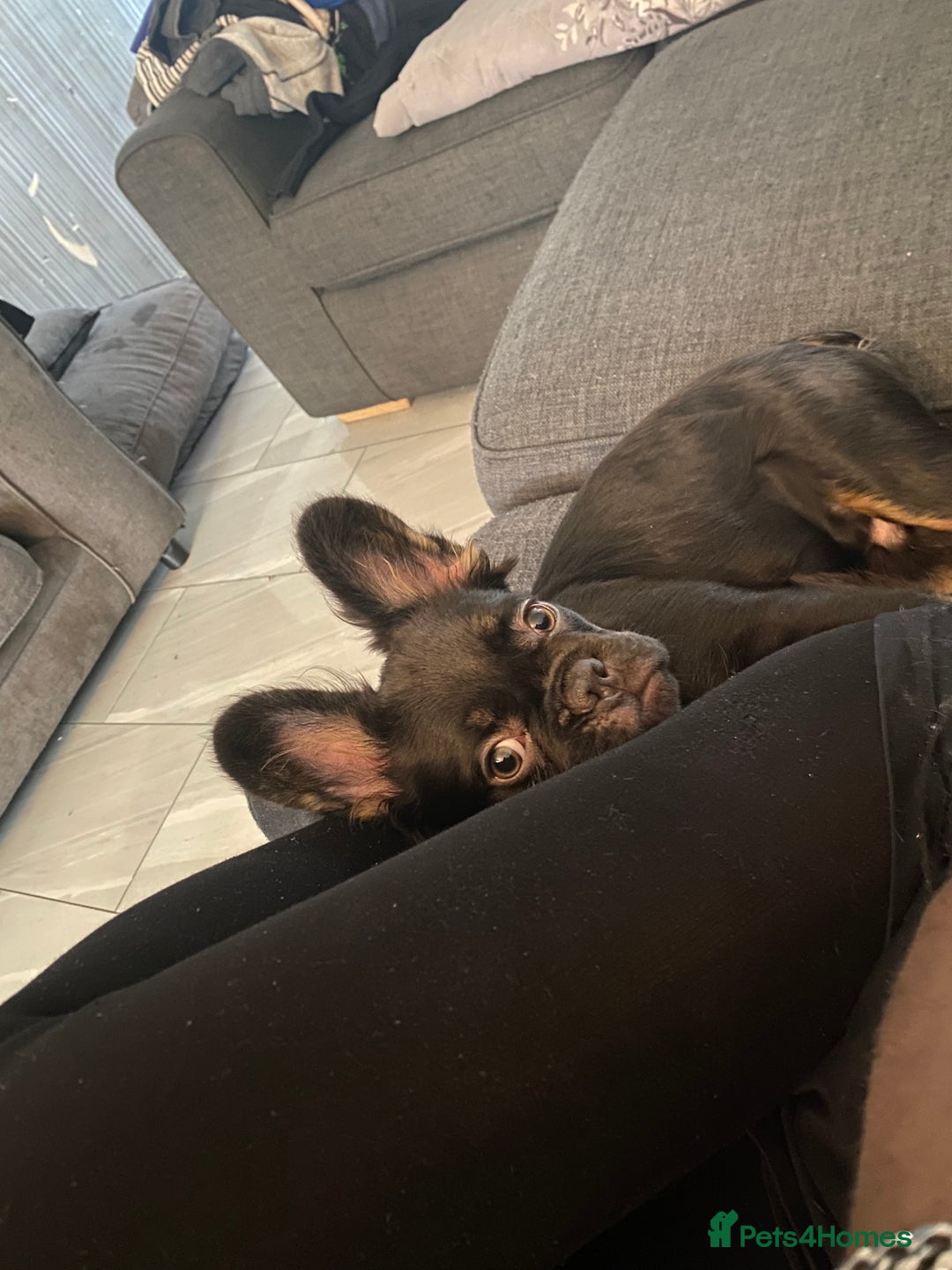 French Bulldog dogs for sale: Fluffy frenchie puppy - Image 4