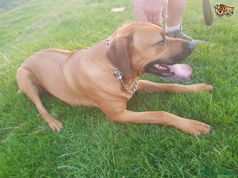 Rhodesian Ridgeback dogs Rhodesian Ridgeback Stud (Champion Bloodline) in Doncaster - Advert 5