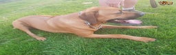 Rhodesian Ridgeback dogs for stud: Rhodesian Ridgeback Stud (Champion Bloodline) in Doncaster - Advert 1