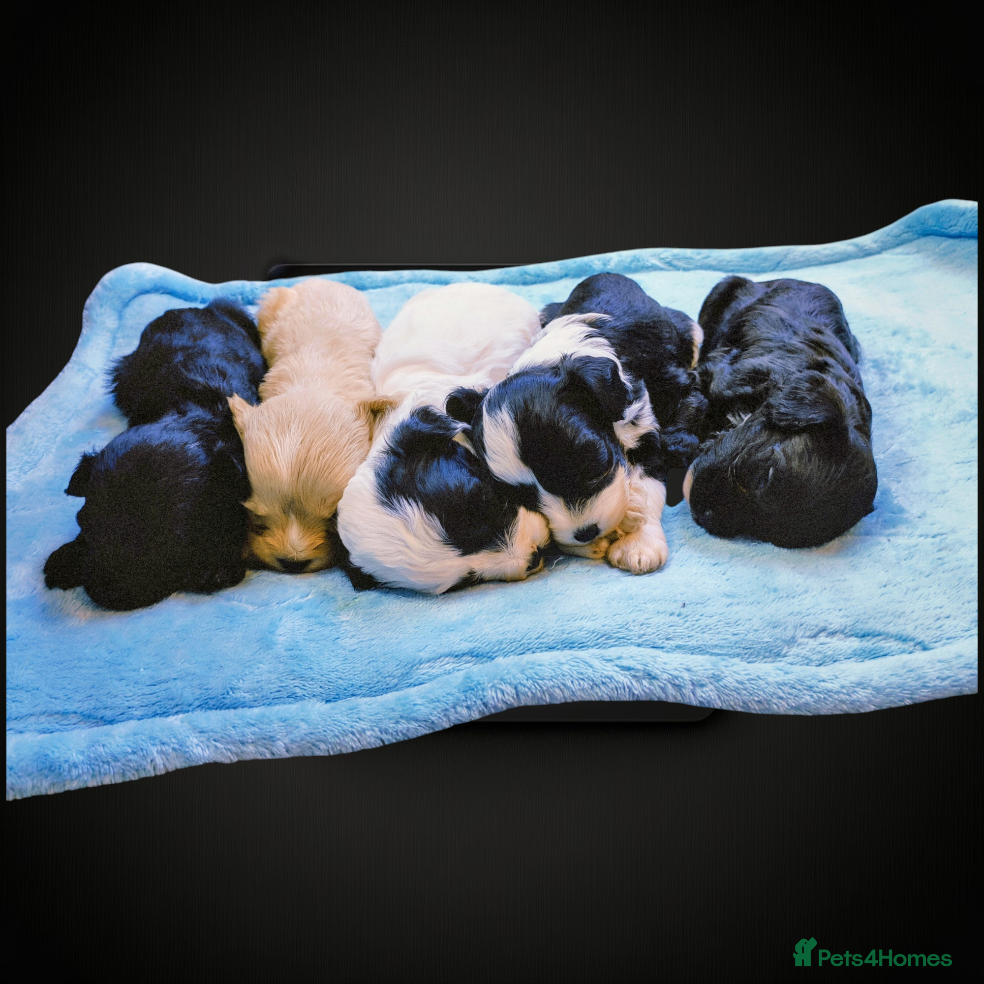 Cavapoo dogs 🌈 Litter F1 Cavapoo's Health Tested - Advert 7