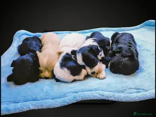 Cavapoo dogs 🌈 Litter F1 Cavapoo's Health Tested - Advert 7