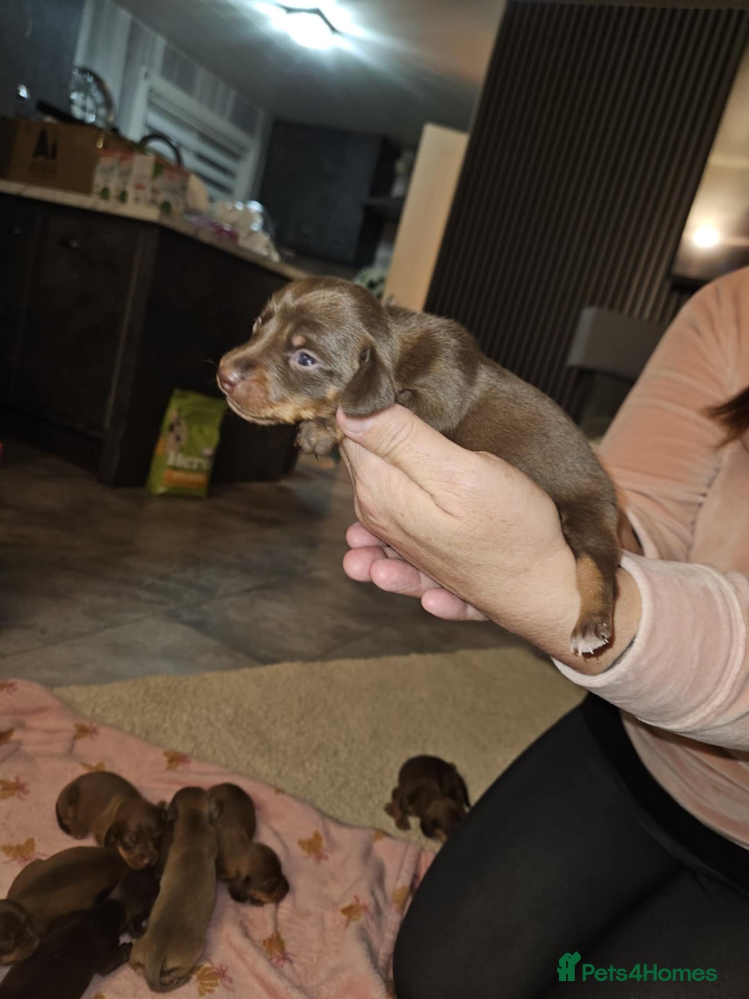 Miniature Dachshund dogs for sale: Miniature dachshunds - Image 7
