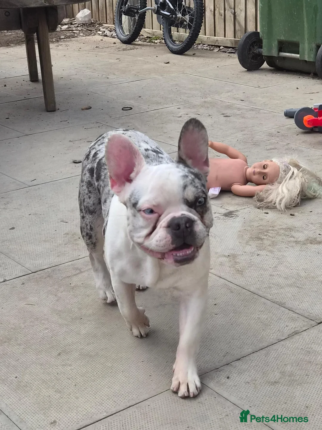 French Bulldog dogs for sale: Male frenchie in Newtown - Advert 1