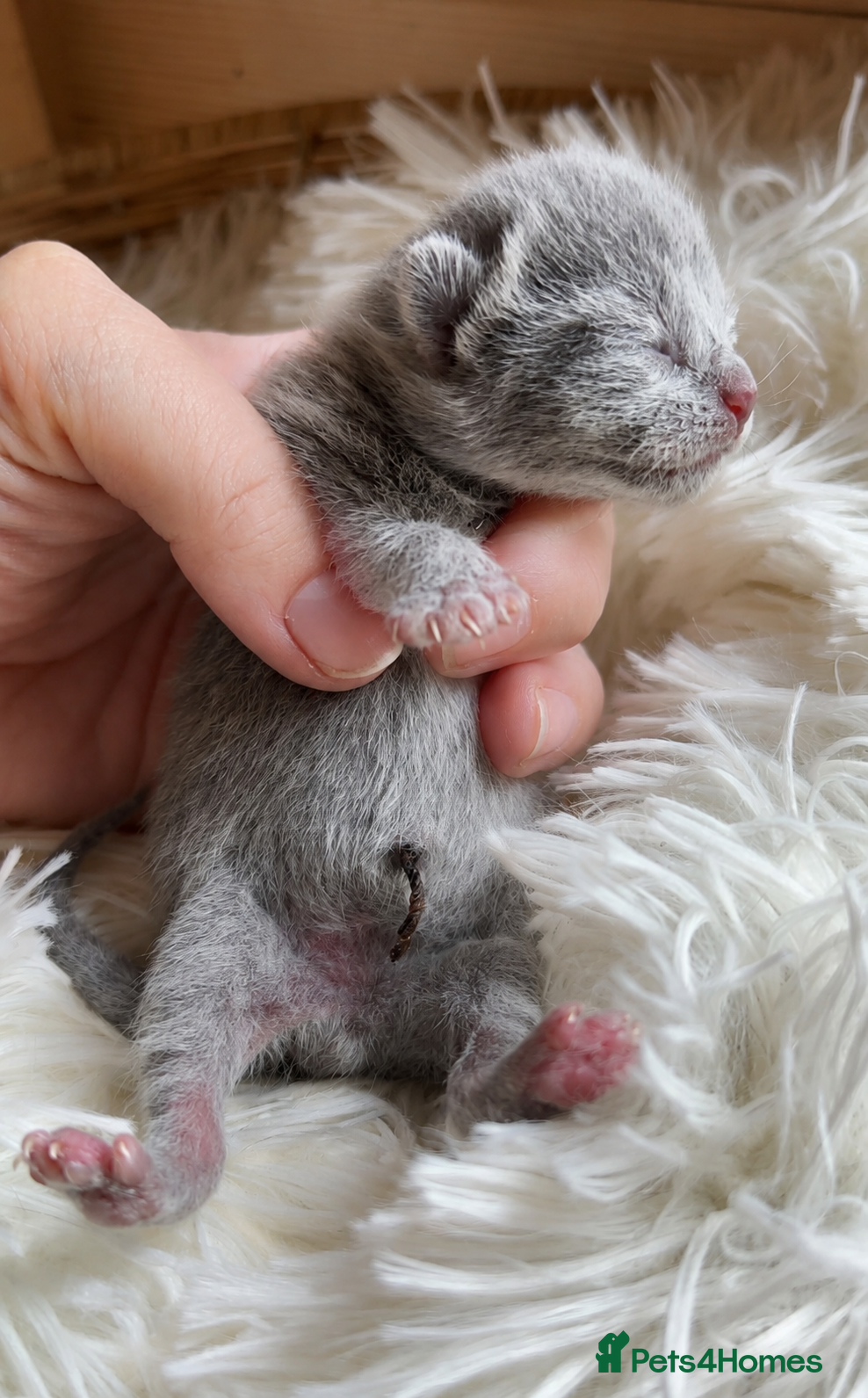 Russian Blue cats *TOP* Quality TICA Pedigree Russian Blue Kittens  - Advert 3