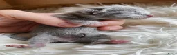 Russian Blue cats for sale: *TOP* Quality TICA Pedigree Russian Blue Kittens  - Advert 1