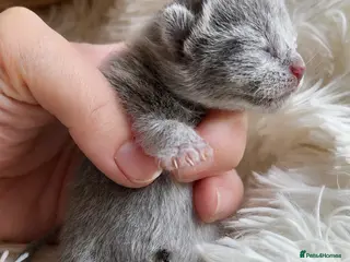 Russian Blue cats *TOP* Quality TICA Pedigree Russian Blue Kittens - Advert 17