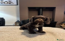 Cocker Spaniel dogs for sale: KC registered working cocker pup - Image 4