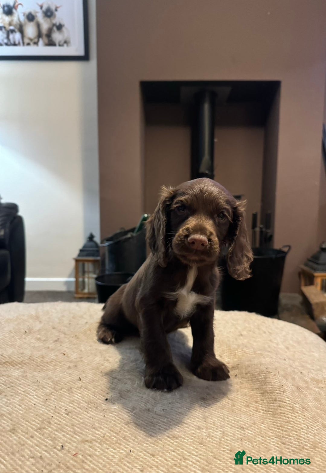 Cocker Spaniel dogs for sale: KC registered working cocker pup - Image 4
