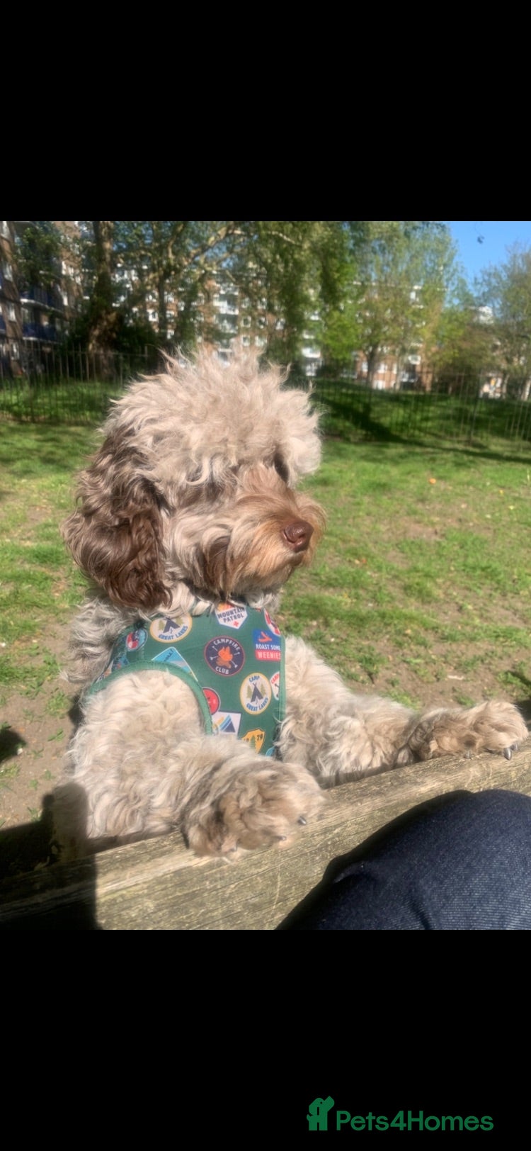 Cockapoo dogs Male Cockapoo  - Advert 15