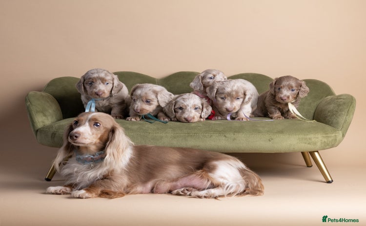 Miniature Dachshund dogs - Advert 3