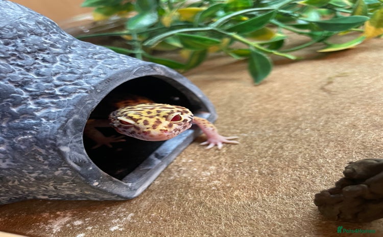 Leopard Gecko reptiles - Advert 1