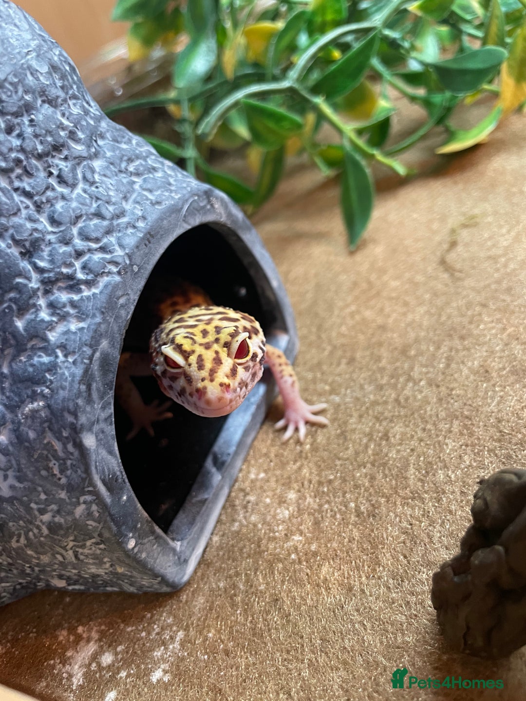 Leopard Gecko reptiles for sale: Female Leopard Gecko  - Image 1
