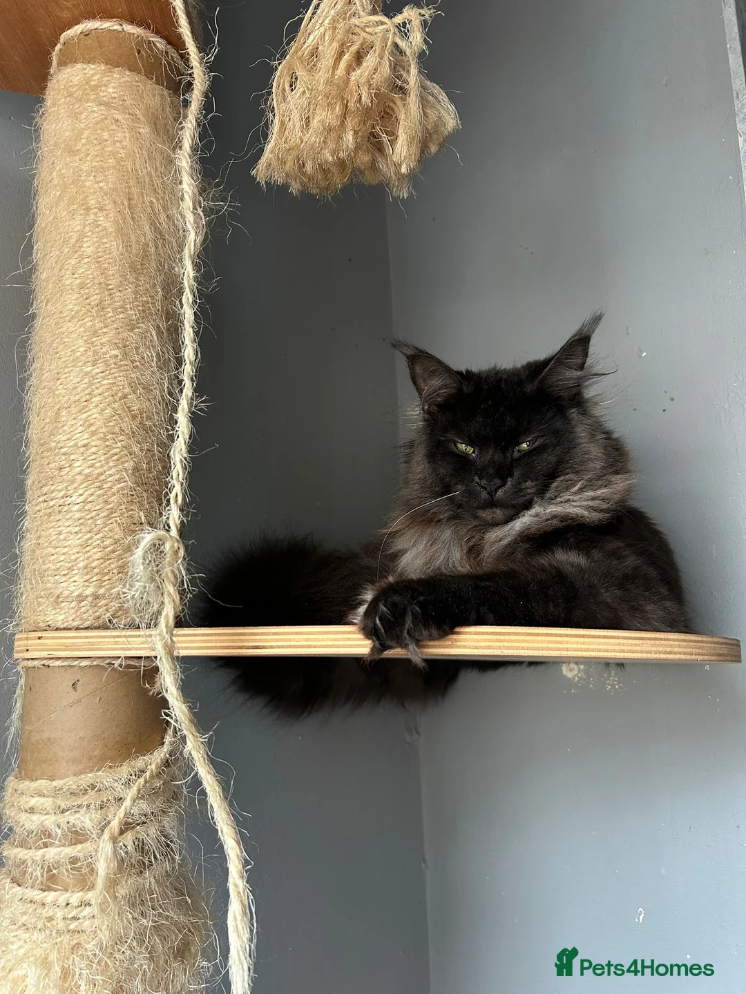 Maine Coon cats for sale: maine coon  - Advert 1