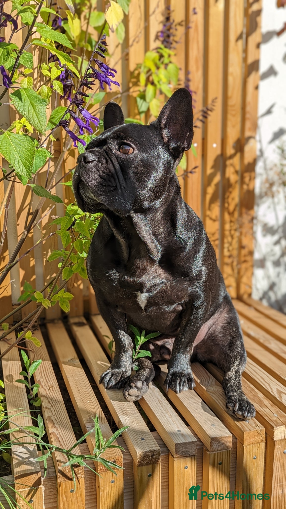 French Bulldog dogs Ralph French bulldog, rehoming  - Advert 16
