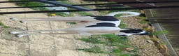 Mixed Breed dogs for sale: Roman - Advert 5