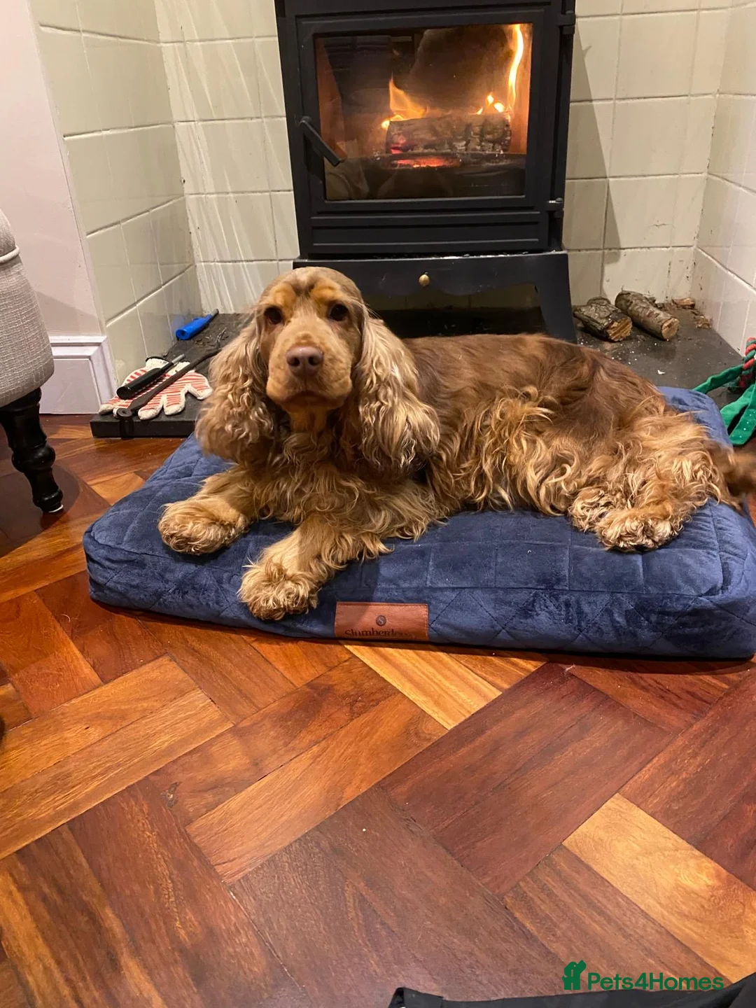 Cocker Spaniel dogs for sale: Cocker Spaniel Show Type Pups KC registered  - Advert 6