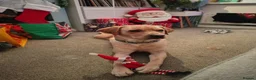 Labrador Retriever dogs for stud: Available for stud. Nearly 2 years old. So placid - Advert 26