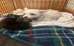 Mixed Breed dogs for sale: Beautiful female yorkie  - Advert 10