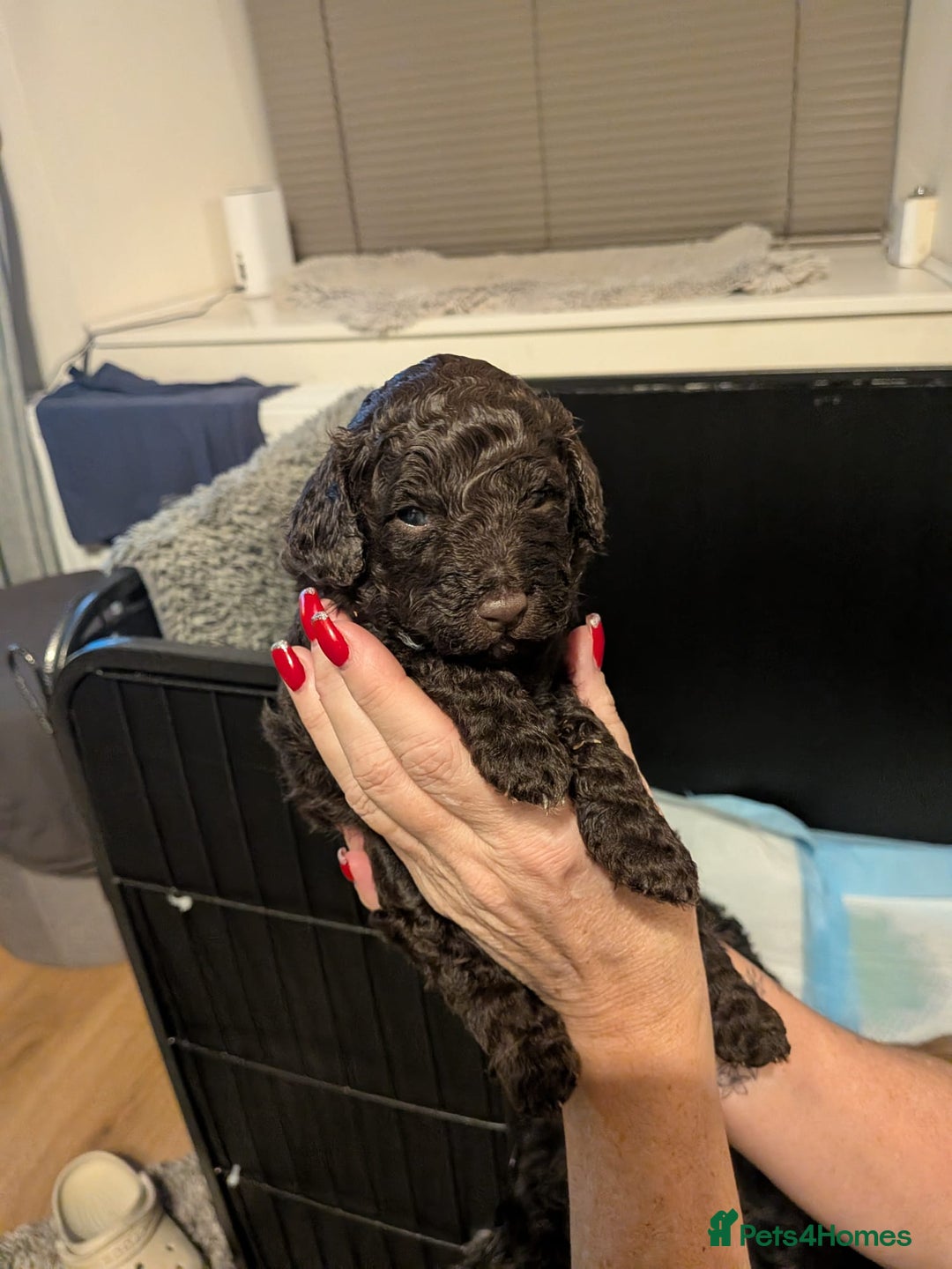 Mixed Breed dogs for sale: F1B Ttoodle Puppies  - Advert 11