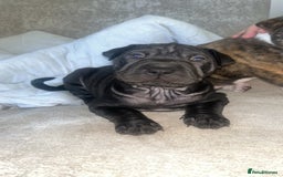 Mixed Breed dogs for sale: Shar pei cross girls  - Image 2