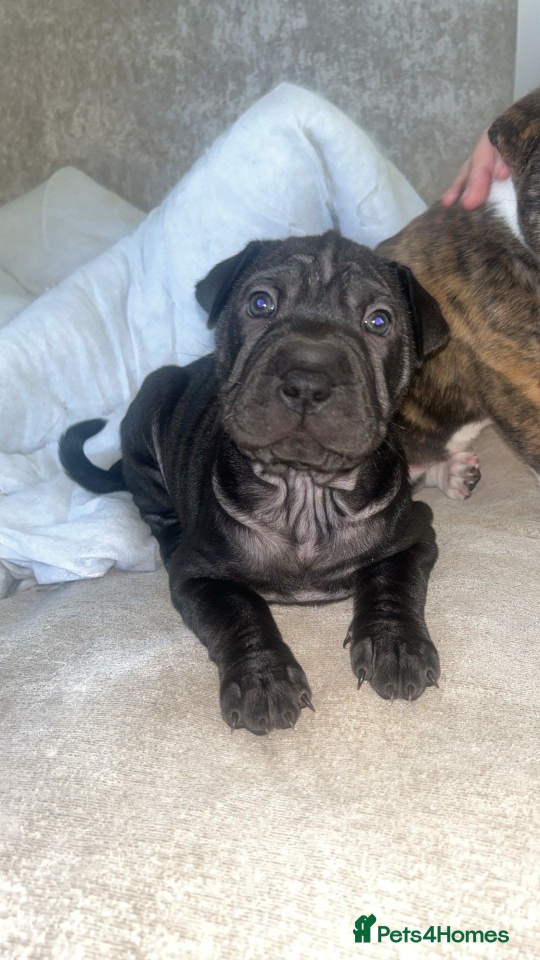 Mixed Breed dogs for sale: Shar pei cross girls  - Image 2