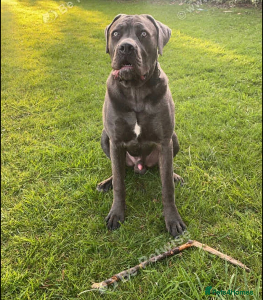 Cane Corso dogs for sale: Rehoming Stanley - Advert 2