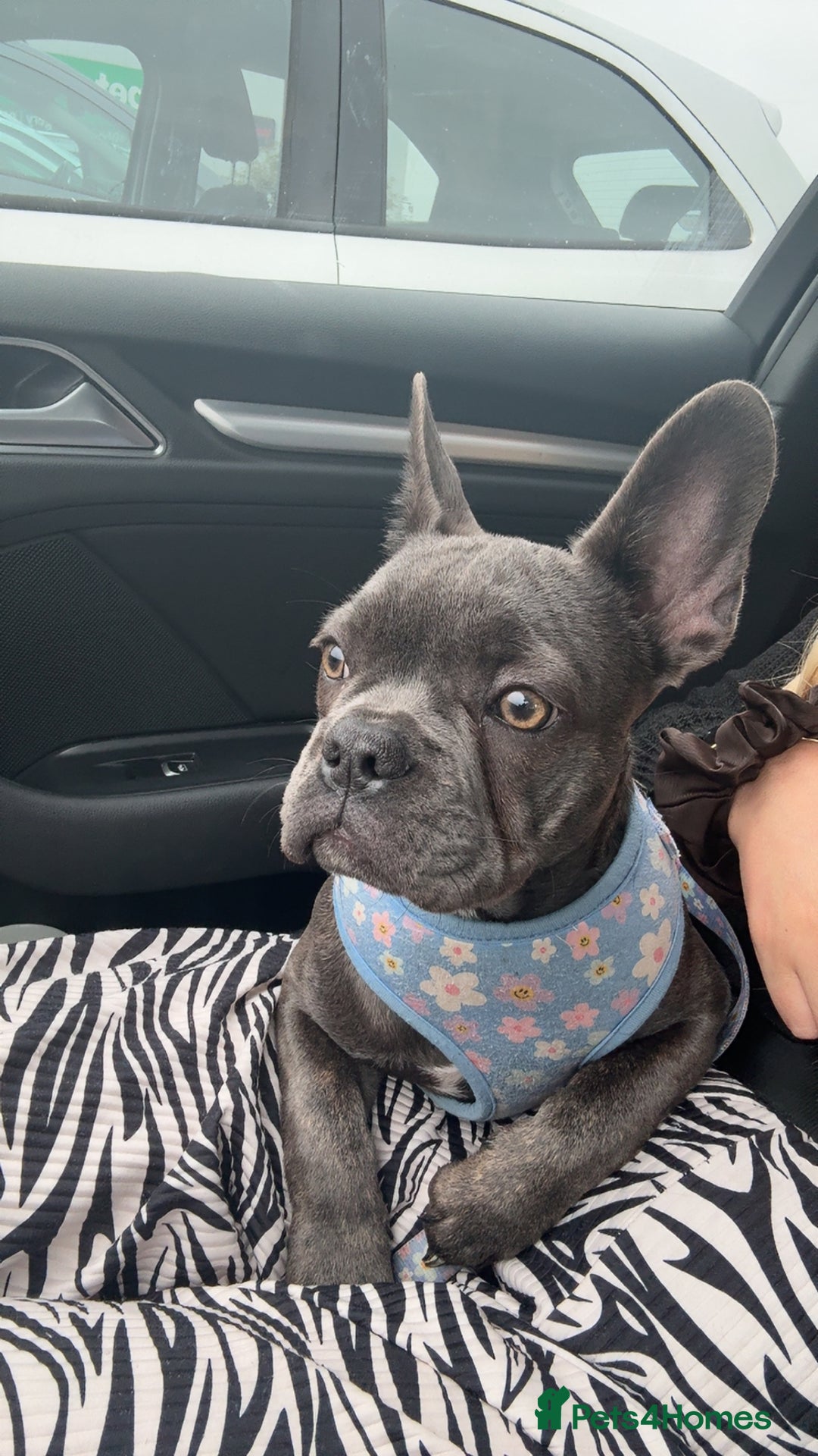 French Bulldog dogs for sale: Male and female french bull dogs  - Advert 8