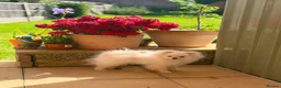 Pomeranian dogs for sale: Boy puppy  in Potters Bar - Advert 4