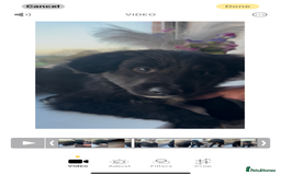 Mixed Breed dogs for sale: Gorgeous shollies - German x collie  - Image 3