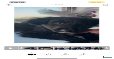 Mixed Breed dogs - Advert 14